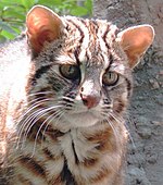 Leopard cat vertical pupils nocturnal ambush predator.jpg