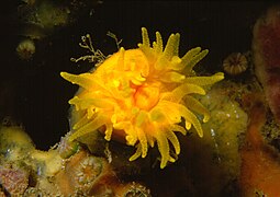 Leptopsammia pruvoti, un corail solitaire en Méditerranée.