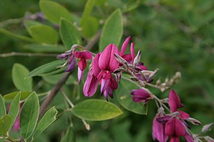 Lespedeza-thunbergii-flowers.jpg