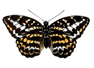 <i>Lexias canescens</i> Species of butterfly