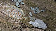Thumbnail for Lignicolous lichen