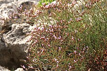 Limonium-ramosissimum-flowers.JPG