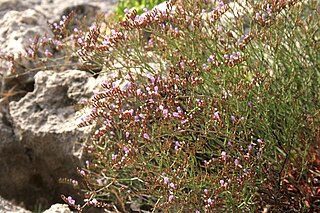 <i>Limonium ramosissimum</i> Species of flowering plant