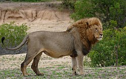Lion (Panthera leo) (30941994012).jpg
