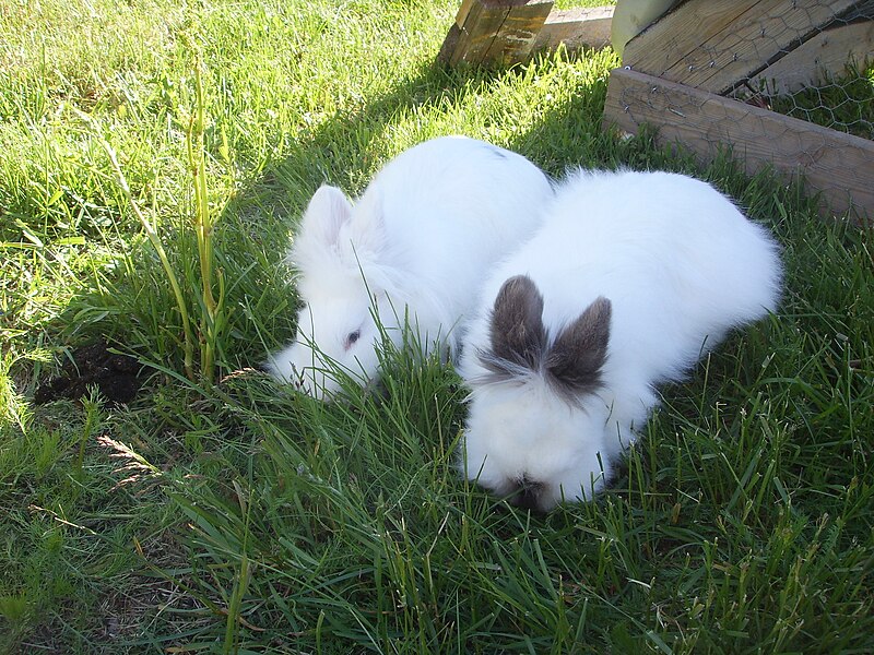 File:Lion Head Rabbits Eating Grass.JPG