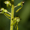 Großes Zweiblatt (Listera ovata) Blütendetail