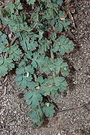 Lomatium martindalei