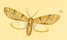 Lophocampa catenulata.png