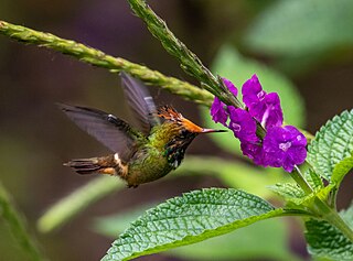 <i>Lophornis</i> Genus of hummingbirds
