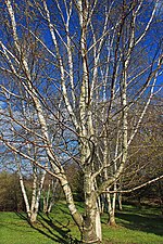 Betula populifolia üçün miniatür