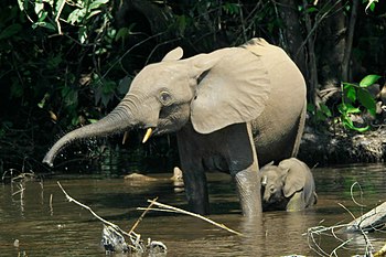 Forest elephants in the Mbeli River, Nouabalé-...