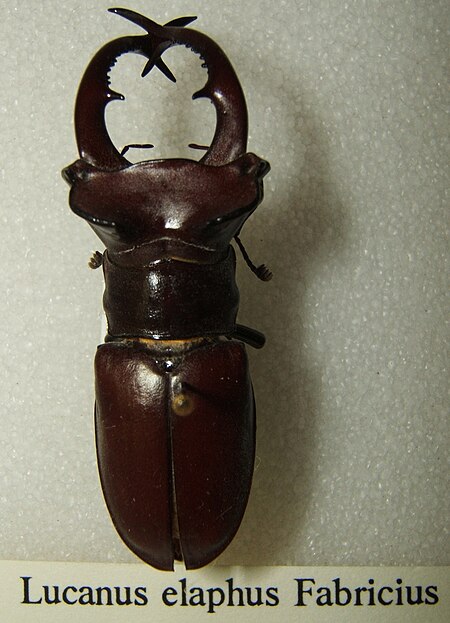 Lucanus elaphus