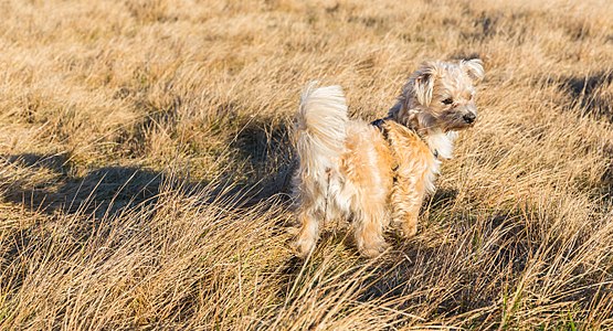 "Lucky" a Mal-shi (50% mix of Maltese and Shih Tzu) searching for mice in the evening in the Panzwiese, a meadow in the north of Munich, Germany.