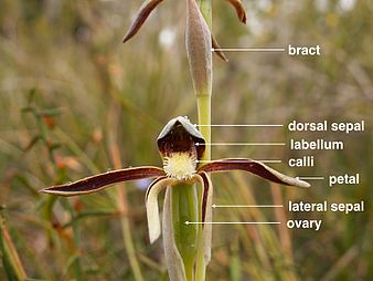 Labelled image Lyperanthus correct labels.001.jpg