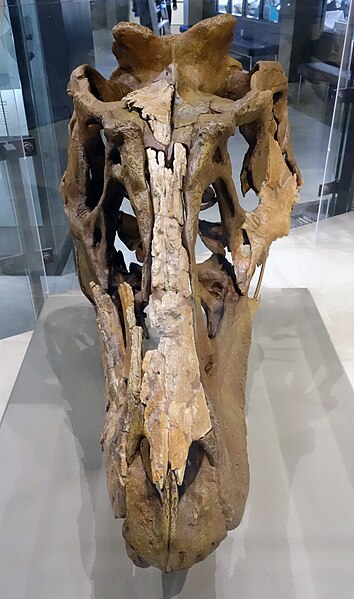 File:Lythronax skull 2 salt lake city.jpg