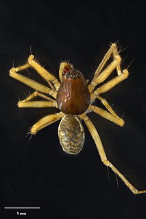 <i>Laetesia olvidada</i> Species of spider