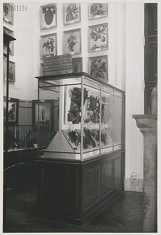 Photographie en noir et blanc d'une vitrine contenant des modèles de fruits, placée devant un mur décoré de peintures de fruits.