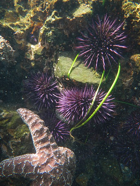 File:MacKerricher State Park Tide Pool.jpg