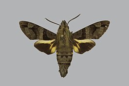 Macroglossum melas