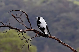 Male G. t. tyrannica showing prominent white back