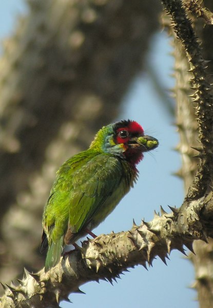 File:Malabar Barbet (Psilopogon malabaricus), Dandeli, Karnataka.jpg