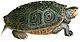 Malaclemys moerasschildpadHolbrookV1P12A flipped.jpg