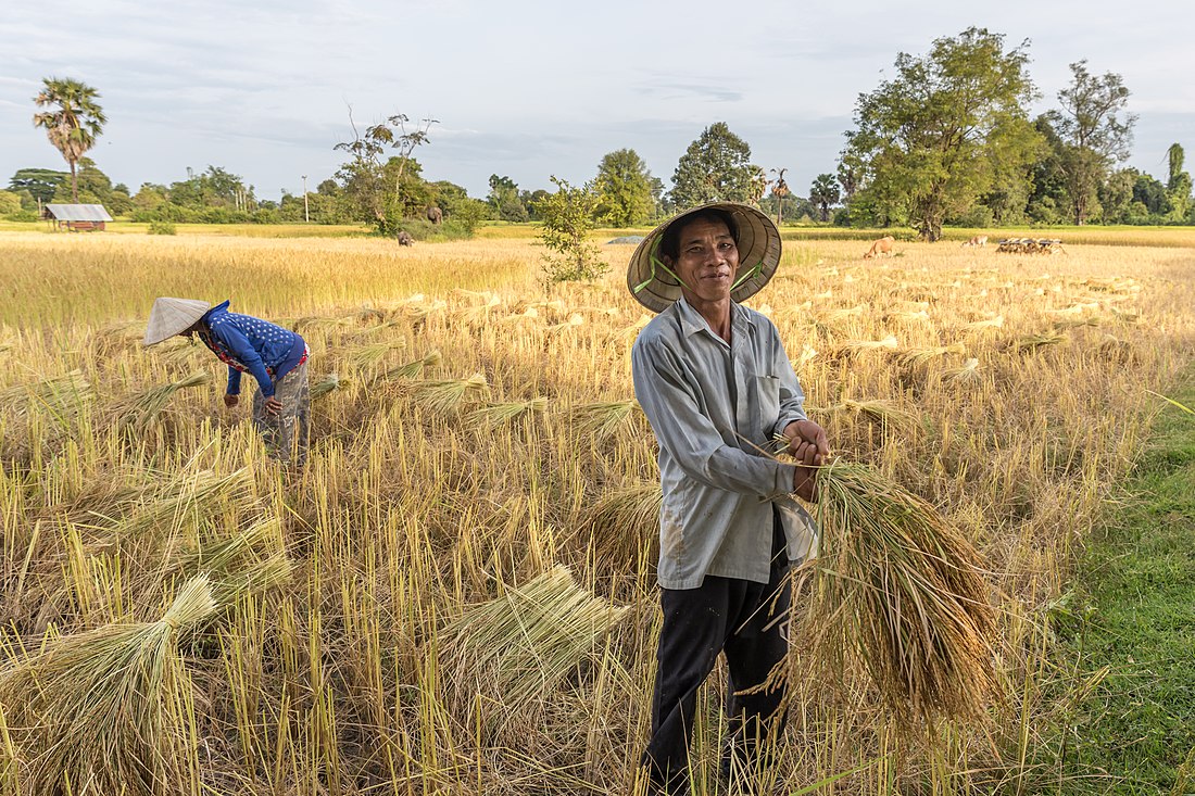 File:Man harvesting rice in Don Det, Laos.jpg