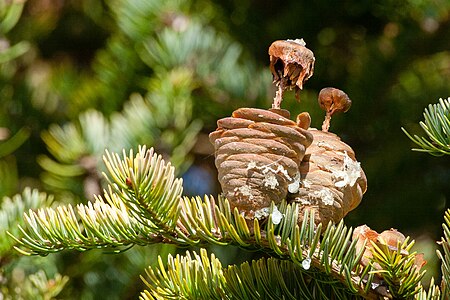 ไฟล์:Manchurian_Fir_Abies_holophylla_disintegrating_cones.jpg