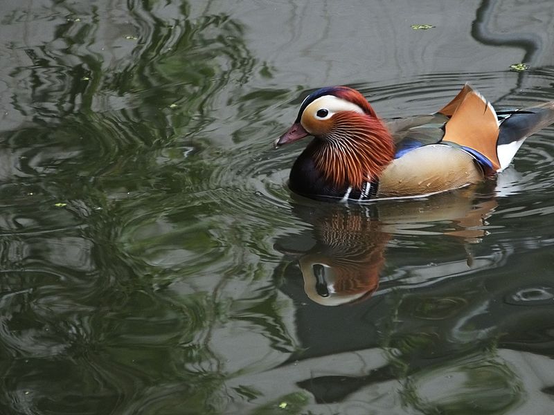 File:Mandarin Duck on Regent's Canal 0922.JPG