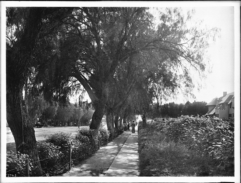 File:Marguerites bordering the sidewalk in front of the Paul DeLongpre (de Longpre?) residence, Hollywood Boulevard and Cahuenga Avenue, Hollywood, ca.1905 (CHS-2743).jpg