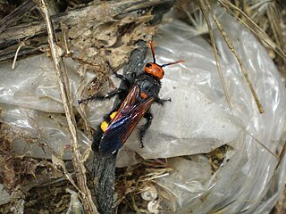 <i>Megascolia</i> Genus of wasps