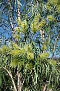 Melaleuca argentea