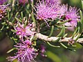 Melaleuca papillosa leaves and flowers