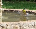 Bañandose en una fuente