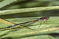 * Nomination Mesamphiagrion laterale immature female --Charlesjsharp 08:59, 15 October 2023 (UTC) * Promotion  Support Good quality. --Nefronus 13:08, 15 October 2023 (UTC)