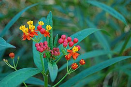 Mexican Butterfly Weed Asclepias curassavica Flower Cluster 3008px.JPG