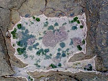 Microclimate on rock located in intertidal zone in Sunrise-on-Sea, South Africa Micro-climate on rock at Sunrise-on- Sea.jpg