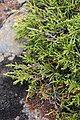 Microcachrys tetragona coniferous heath.JPG