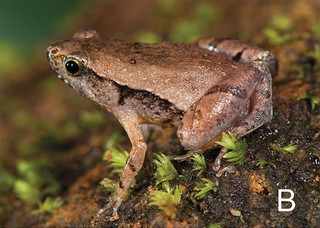 <i>Microhyla darreli</i> Species of frog