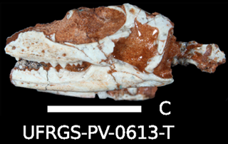 <i>Microsphenodon</i> LAW, Constitution, History, Policy