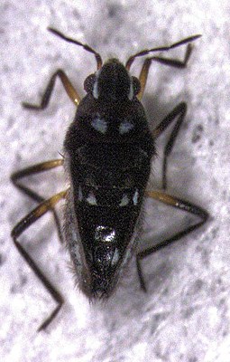 Microvelia macgregori