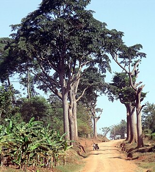 <span class="mw-page-title-main">Iroko</span> Genus of plants of the family Moraceae
