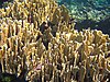 Bladed fire coral