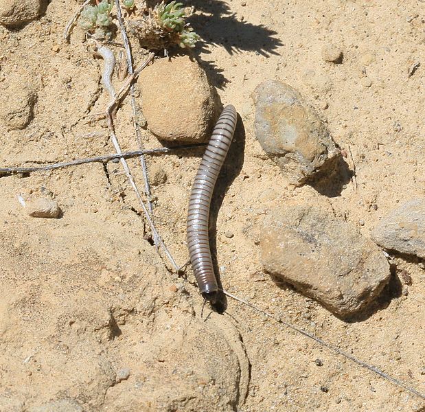 File:Millipede sp. - Flickr - S. Rae.jpg