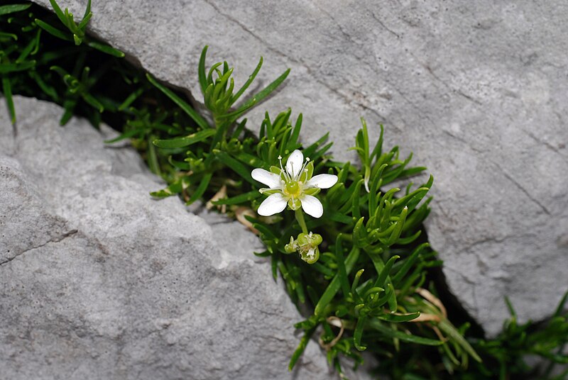 File:Moehringia ciliata.jpg