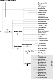 The phylogenetic tree of Ranoidea and other anurans. Molecular phylogeny and biogeography of ranoid frogs.png