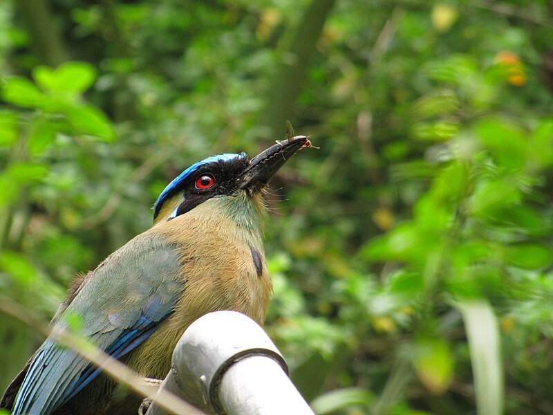 File:Momotus mormota-envigado colombia.JPG