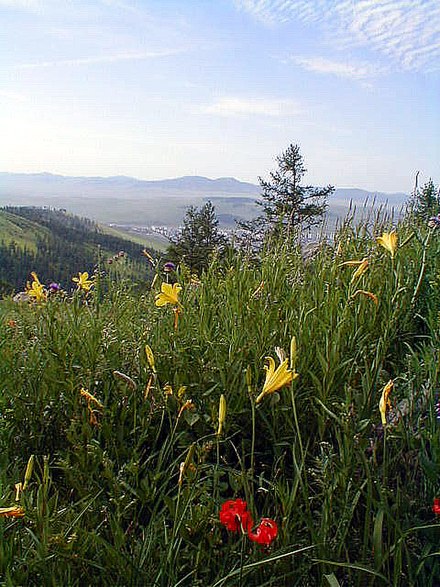 Flowers in the hills overlooking Erdenet
