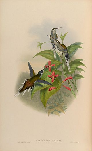 <span class="mw-page-title-main">Sooty-capped hermit</span> Species of hummingbird