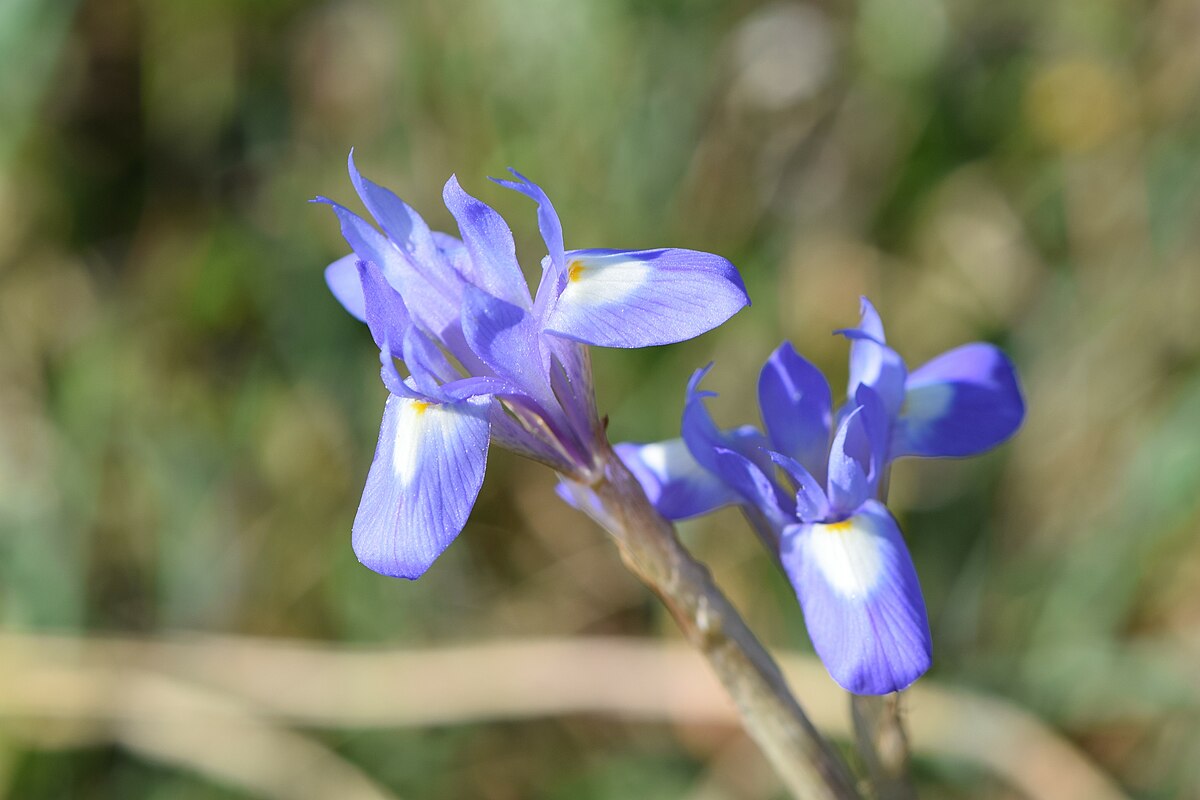 Moraea южноафриканская